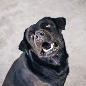 Close-up portrait of black dog