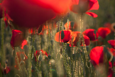 Close-up of red poppy flowers on field