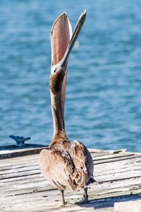 Close-up of a bird