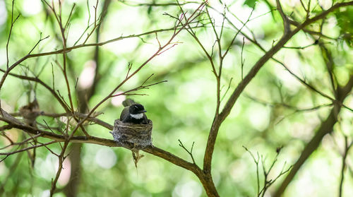 Close-up of bird perching on branch