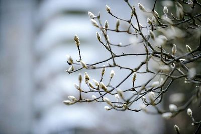 Close-up of flower tree during winter