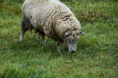 Sheep in a field