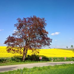 Tree on field against clear sky