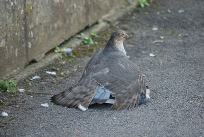 Close-up of hawk hunted pigeon on footpath