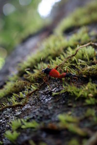 Close-up of ant on leaf