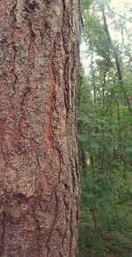 Close-up of tree trunk
