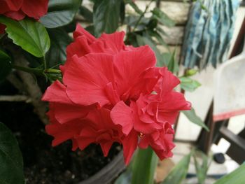 Close-up of red flowers