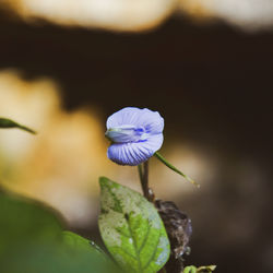 Close-up of purple flowering plant