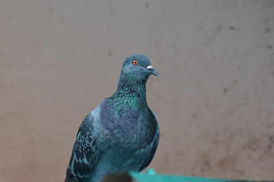 Close-up of pigeon perching on wall