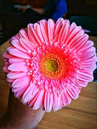 Close-up of hand holding flower