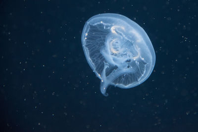 Jellyfish in water against black background