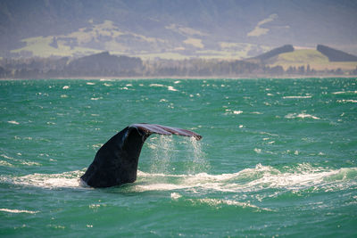 Bird swimming in sea against mountain