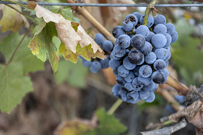 Close-up of grapes growing in vineyard