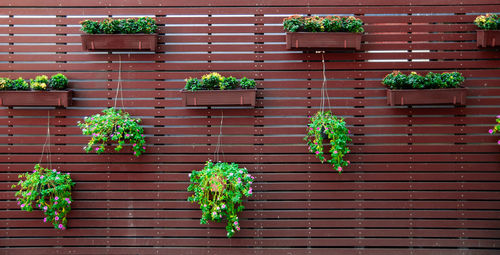 Potted plants on wall of house