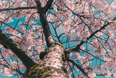 Low angle view of tree against sky