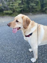 Full length of a dog on road