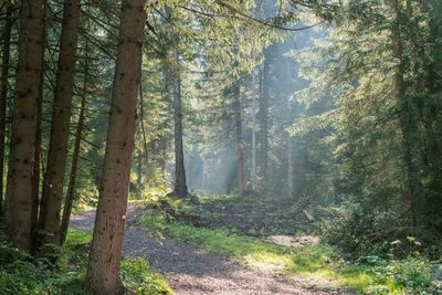 Pine trees in alpine  forest