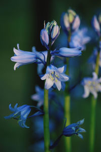 Close-up of purple flowering plant