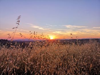 Scenic view of field against sky during sunset