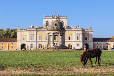 Horse on field against buildings