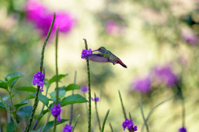 Close-up of butterfly pollinating on purple flower