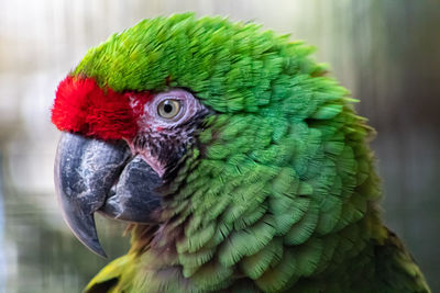 Close-up of parrot