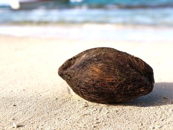 Close-up of shell on sand