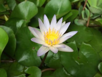 Close-up of water lily in pond