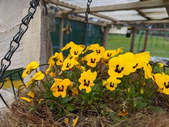 Close-up of yellow flowering plants