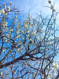 Low angle view of tree against sky