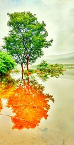 Reflection of trees in water