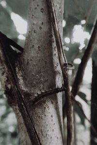 Close-up of lizard on tree trunk