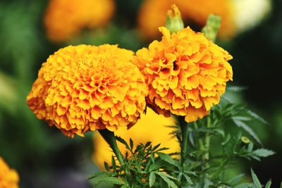 Close-up of yellow flowering plant