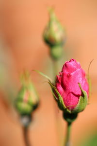 Close-up of pink flower