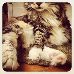 Close-up of cat sleeping