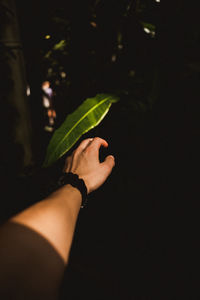 Close-up of woman hand holding leaf at night