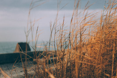 Close-up of grass by sea against sky