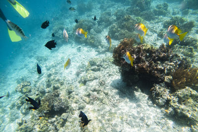 Fish swimming in sea at mabul island,malaysia