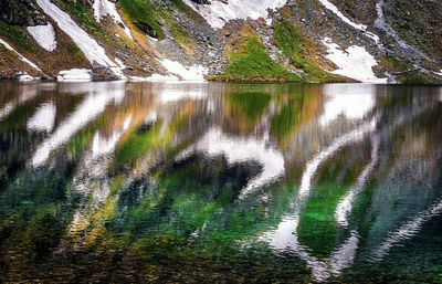 Trees growing in water