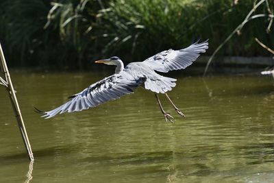 Bird flying over water