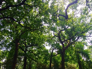 Low angle view of trees