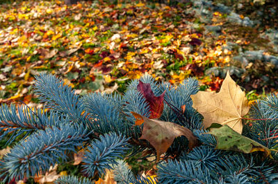 High angle view of maple leaves on fallen tree