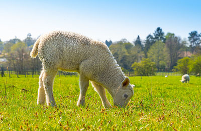 Close-up of a three week old lamb on green grass field in spring sunshine