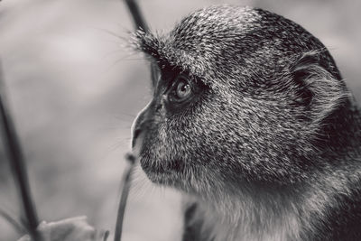 Close-up of monkey