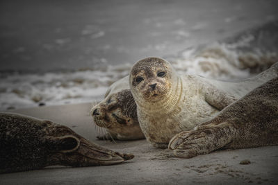 High angle view of an animal on beach