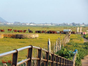 Sheep on field against sky