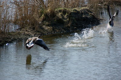 Side view of bird flying over lake