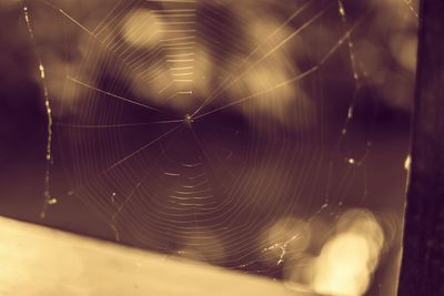 Close-up of spider web