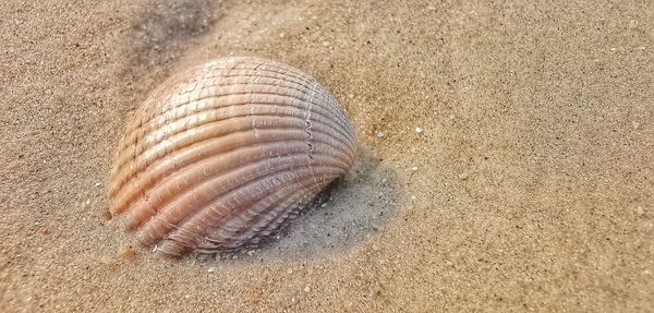 Close-up of seashell on beach