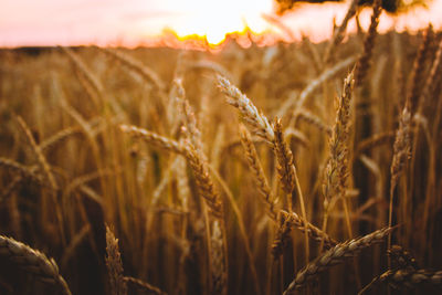 View of plants in field against sky